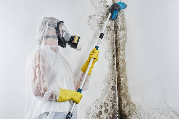 Office Mold Removal Services in West Mayfield, PA
