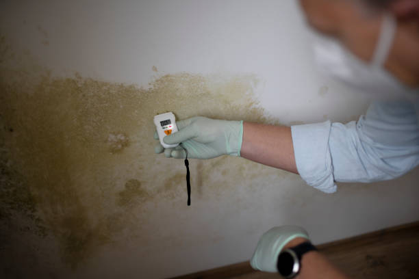Certified Mold Removal in West Mayfield, PA