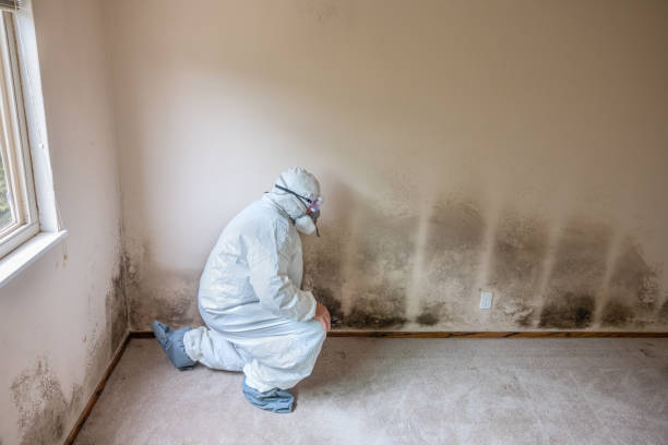 Best Mold Damage Repair  in West Mayfield, PA