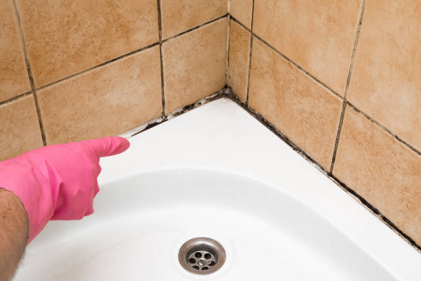 Best Black Mold Removal  in West Mayfield, PA